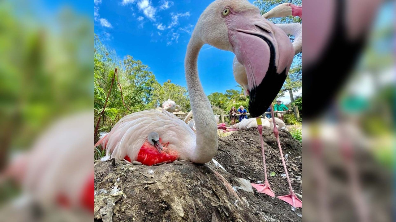 Auckland Zoo welcomes first flamingo chick of breeding season