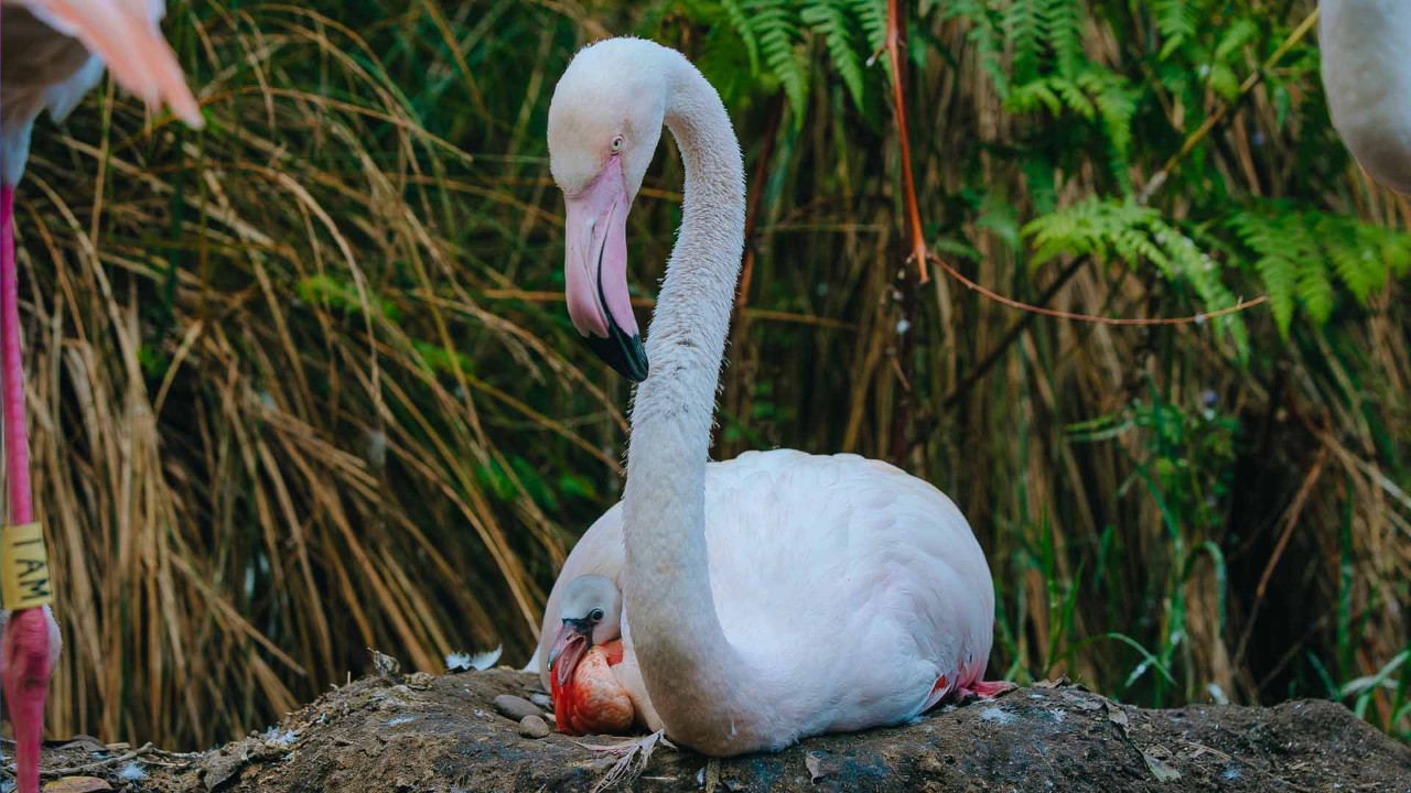 Auckland Zoo welcomes first flamingo chick of breeding season