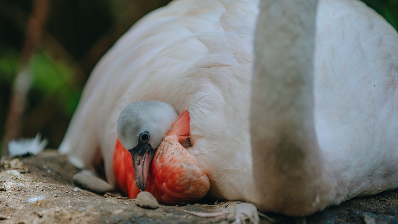 Auckland Zoo welcomes first flamingo chick of breeding season