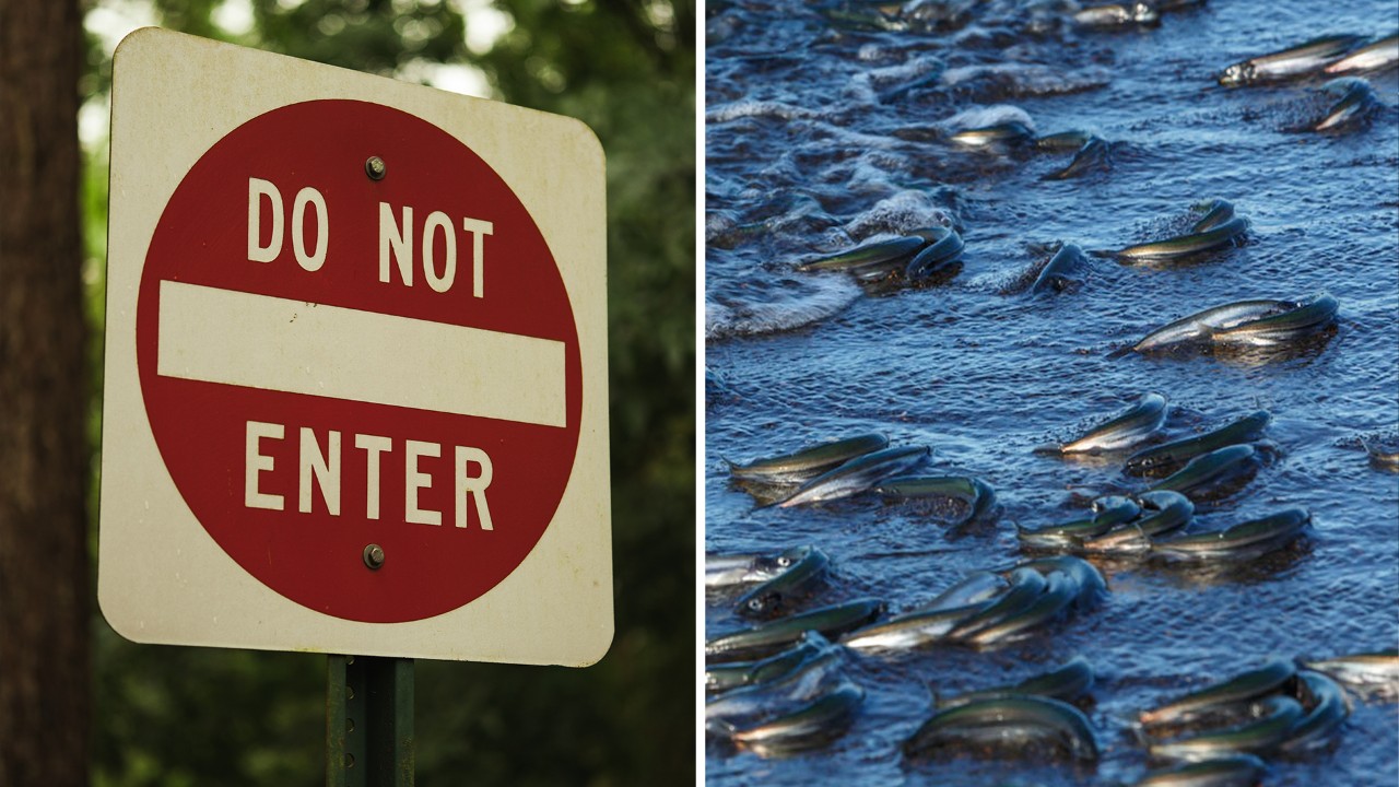 Hundreds of dead fish discovered in a Christchurch river