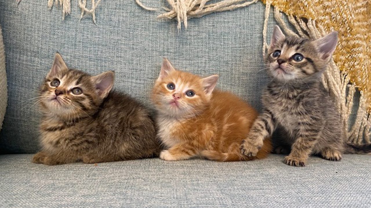 Independent cat rescuer self-funded over 40 kittens into foster homes