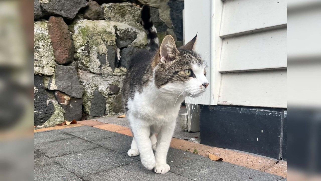 Tova O'Brien: I need your advice on an owner re-claiming their abandoned cat