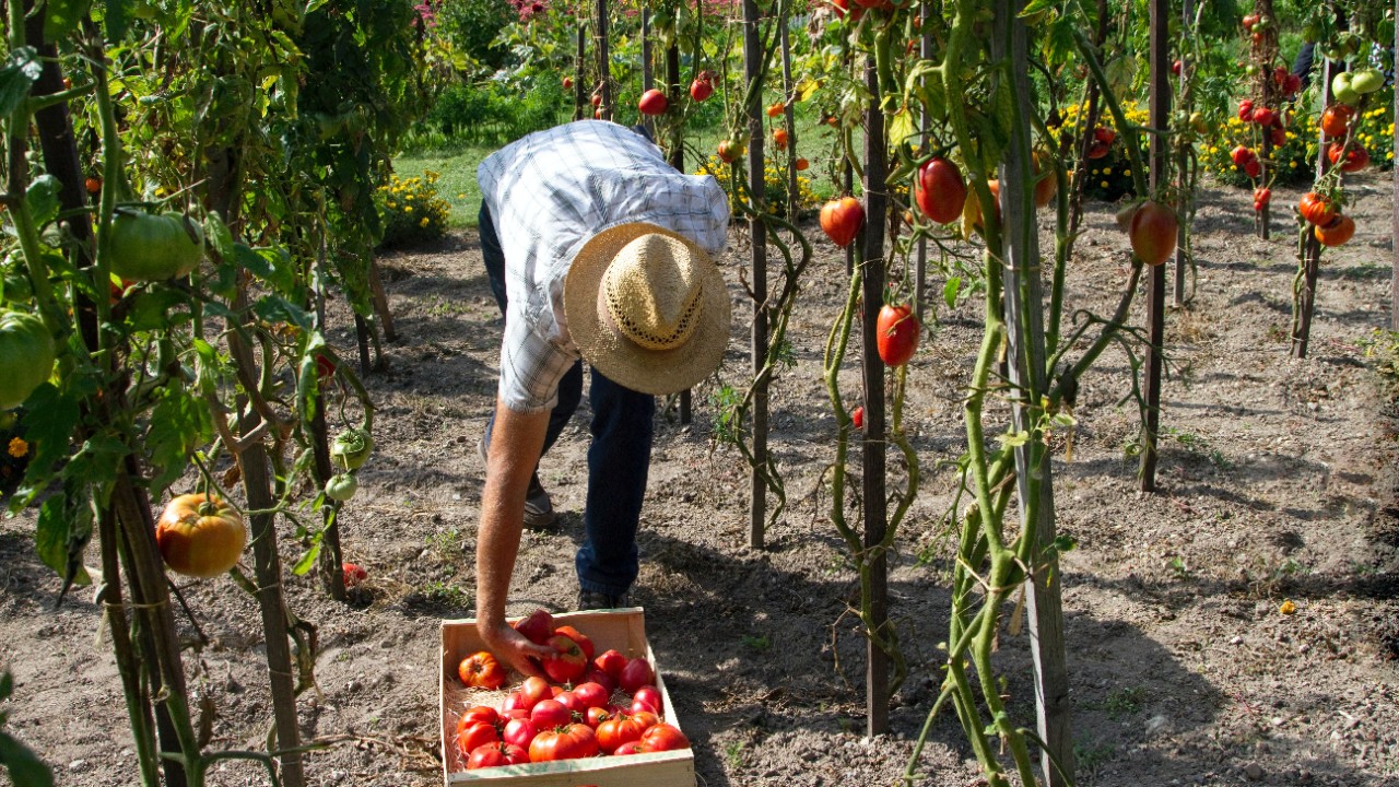 Automation and robots: the future to growing produce across the world 