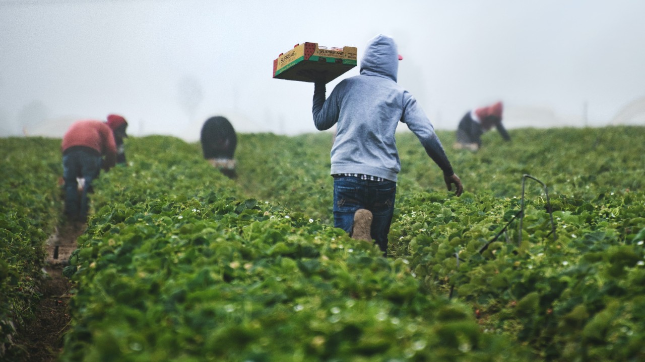 Fruit pickers working hard manually collecting fruit.