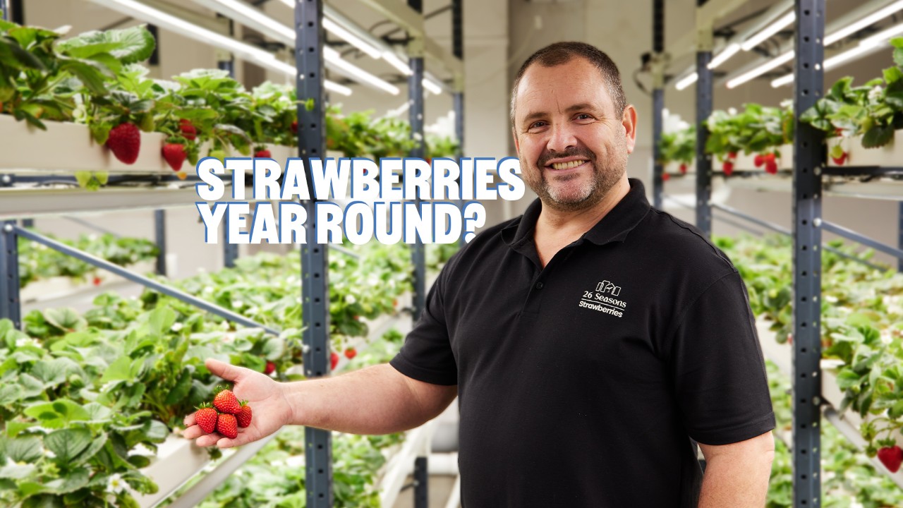 26 Seasons co-founder Matthew Keltie in the indoor vertical strawberry farm.