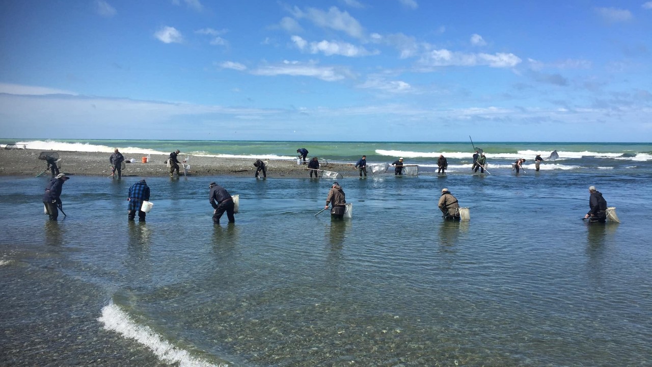 'The price of whitebait is going to be horrific'