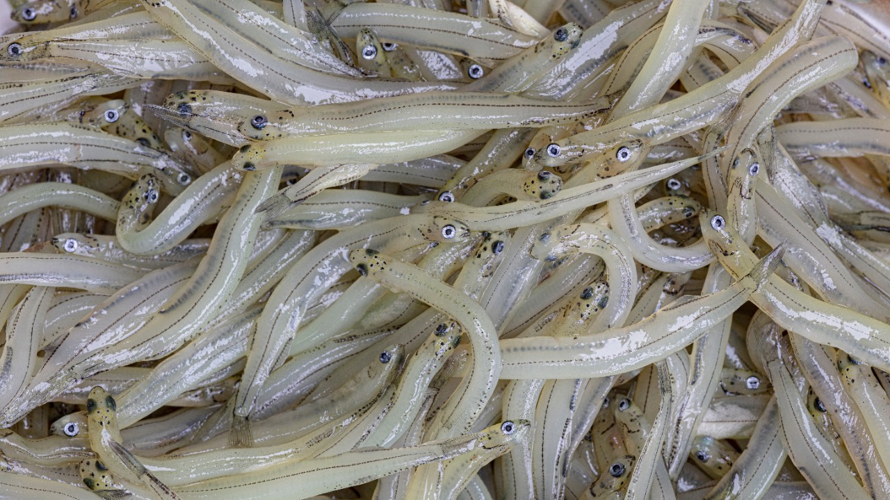 Whitebait is a collective term for young Galaxidae a native New Zealand fish which are considered a delicacy