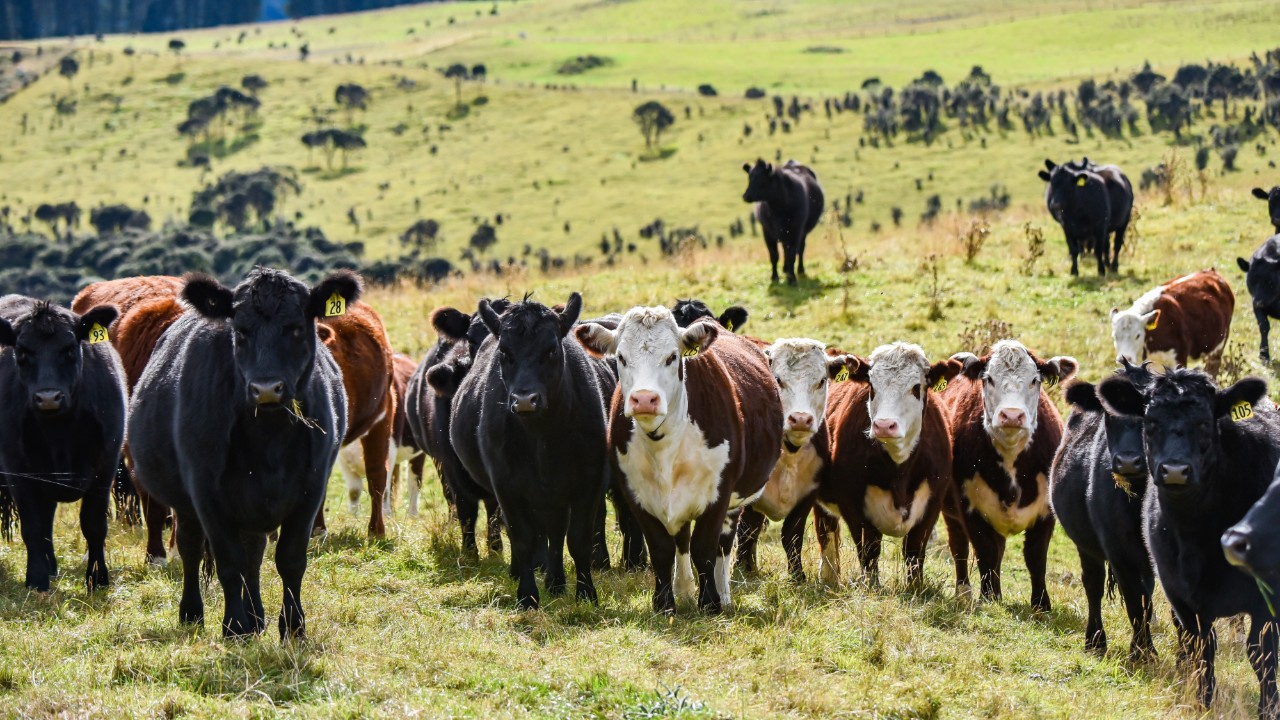 Know your farm’s environmental footprint, to understand sustainability 