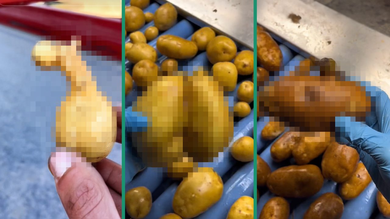 Canadian farmer finds weirdest-looking potatoes ever