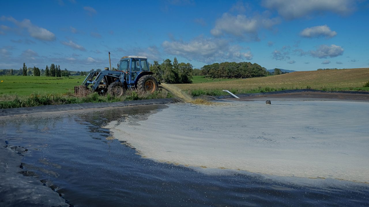 NZ farm takes leap towards greener future: Pioneering methane reduction in dairy industry