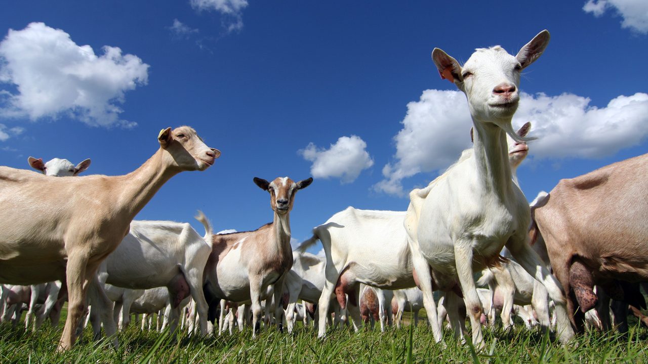 The continuous rise of the New Zealand goat milk industry