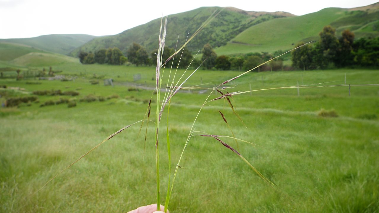 Beyond farming: Hurunui Garden Festival reveals NZ's hidden world of agritourism marvels
