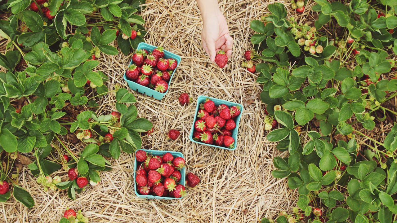 From corporate rush to luscious berries: The Trotters' journey to Red Bridge Berries farm