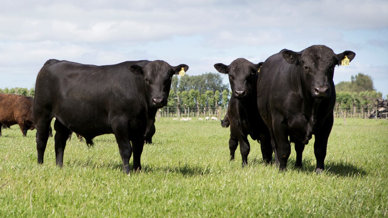 The legacy of Angus: A lifetime of cattle breeding with Cedric Lander
