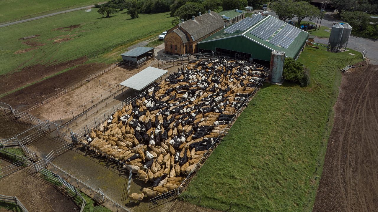 Is 'Wood Milk' about to take over the mainstream dairy industry?