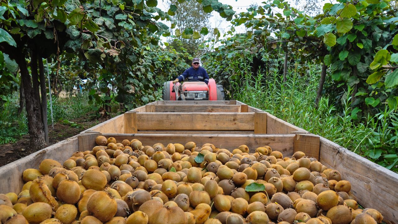 Record-Breaking Kiwifruit Harvest in 2024: A Triumph for New Zealand