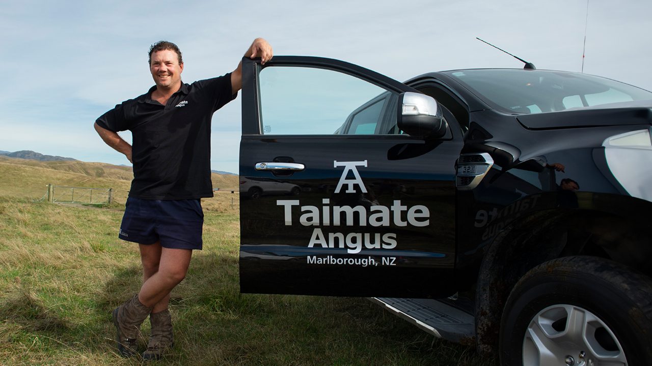 Record-Breaking Taimate Angus Bull Sale: Paul Hickman on $70,000 Purchase and Breeding Success