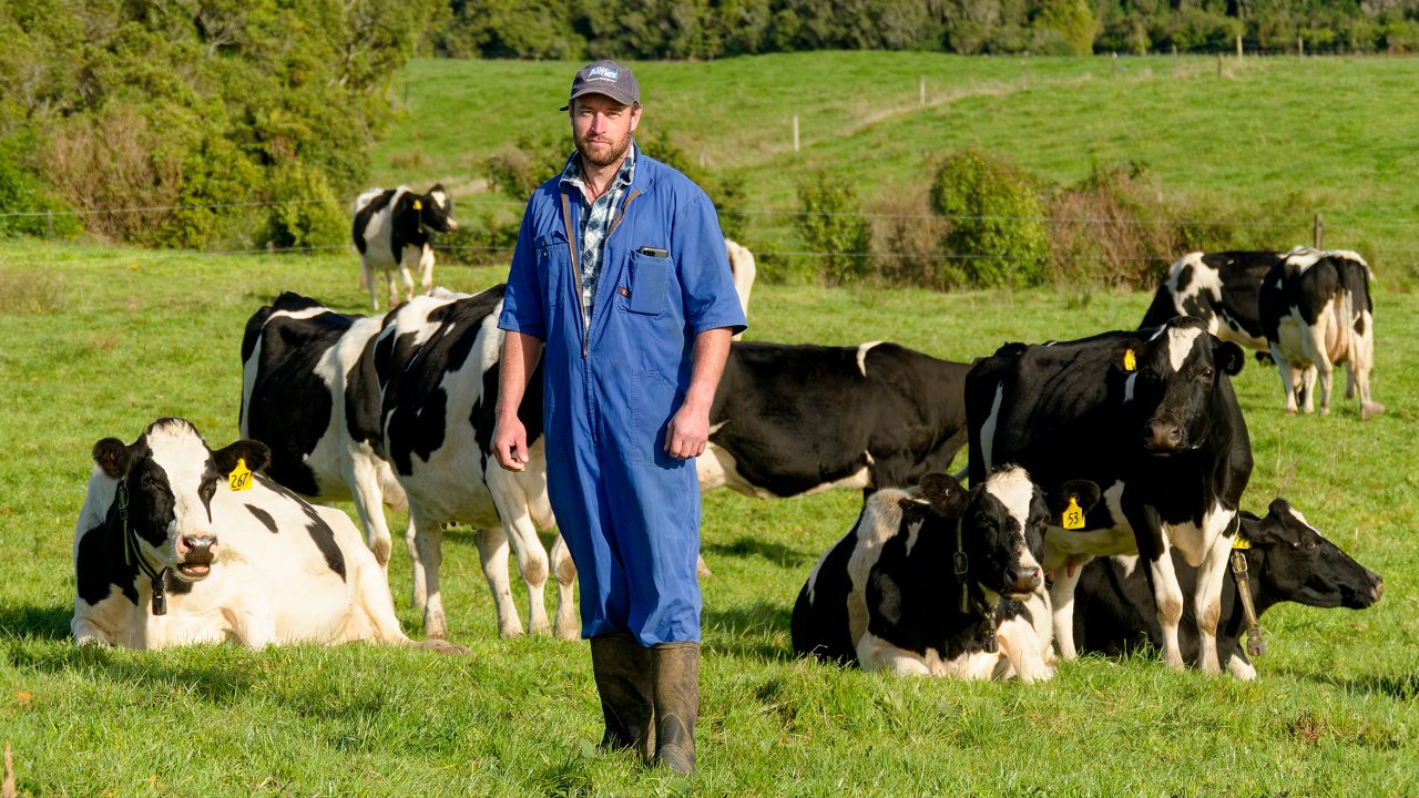 Revolutionising Dairy Farming: Kane Brisco's SenseHub Dairy Success