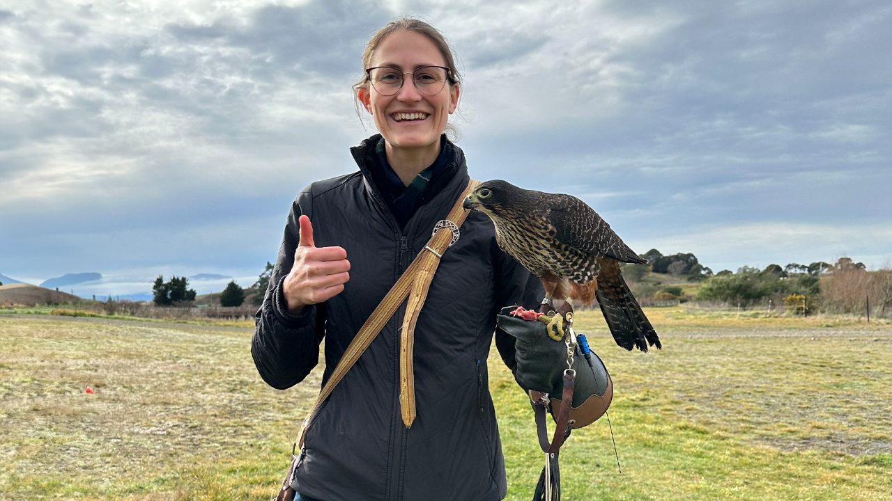 'Ferraris Of The Air' Kārearea Falcon Trust's Mission To Restore Native Bird Population