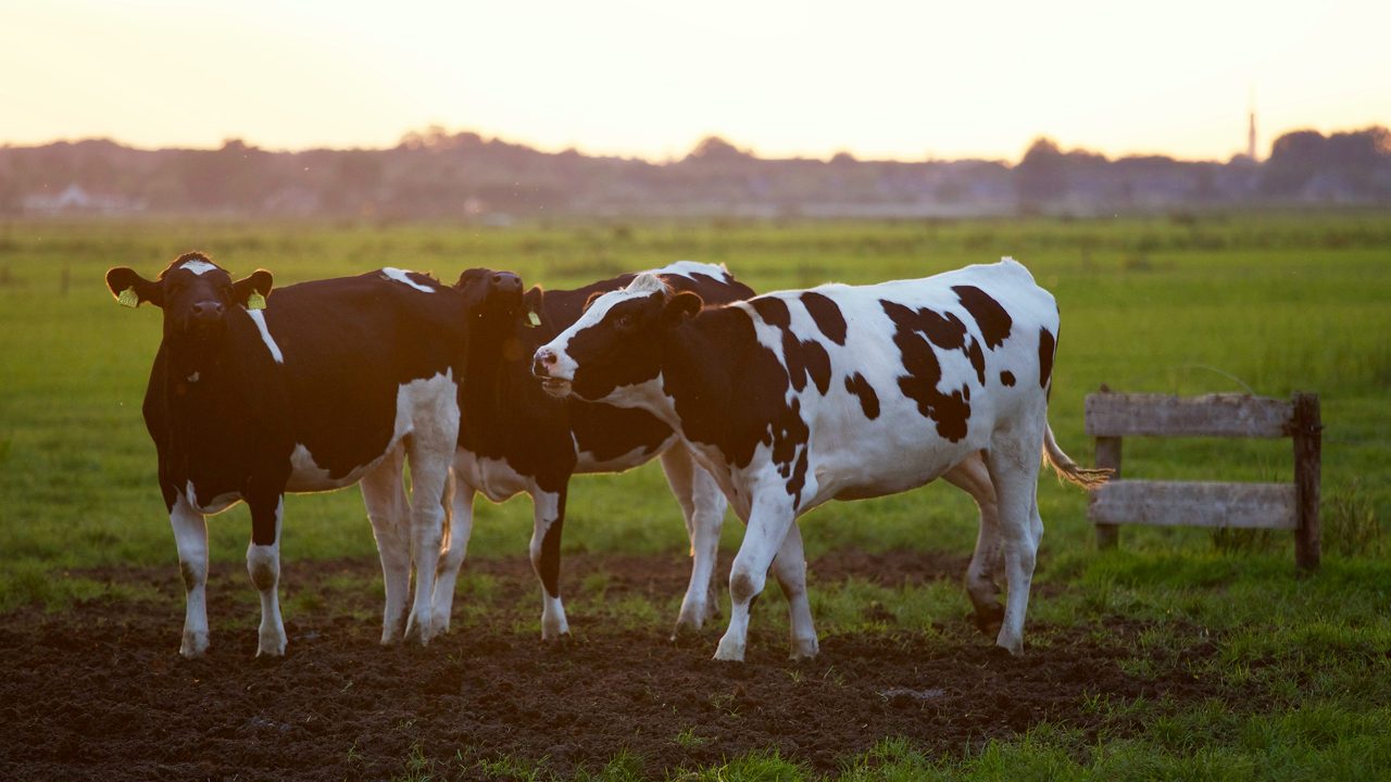  Local Dairy Farmers Win Big With Fonterra Award