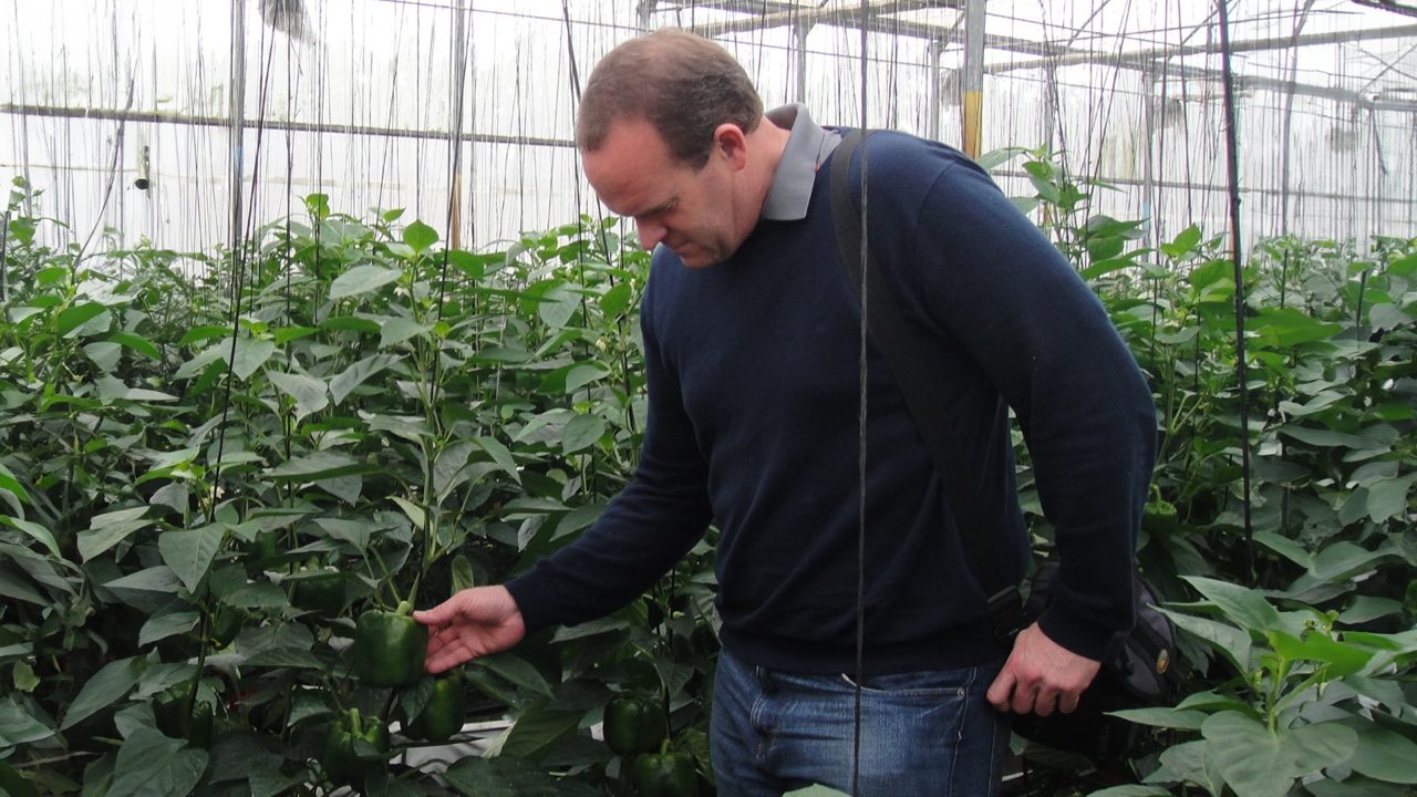 Innovative Solutions Save Canterbury's Potatoes From Devastating Psyllid Pest