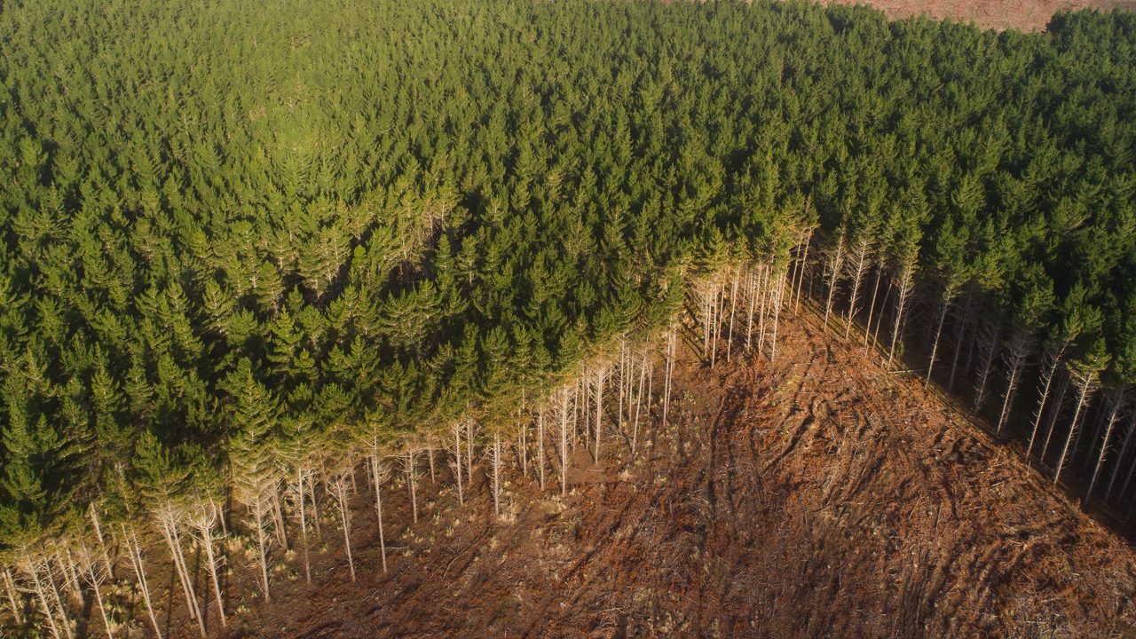 Saving Peatlands: Jenna Smith's Call To Action On Climate Change