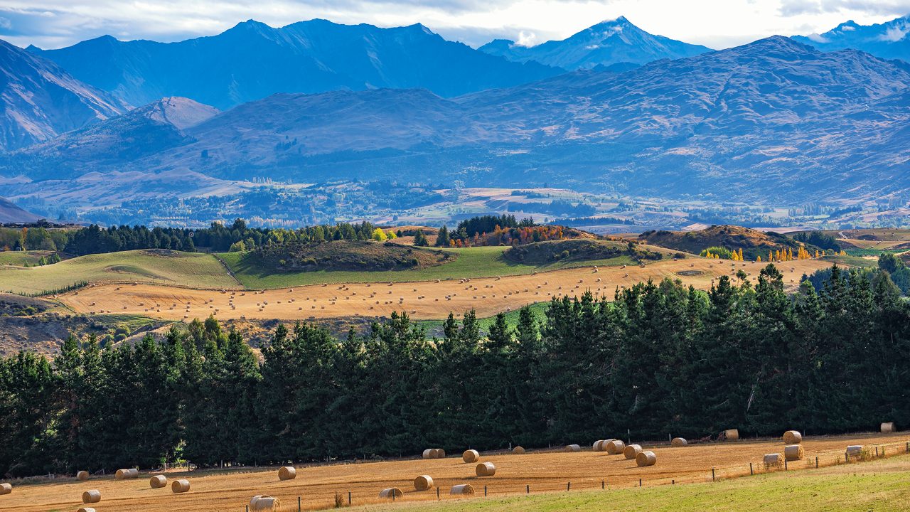 Insights From Beef + Lamb NZ’s Annual Stock Number Survey