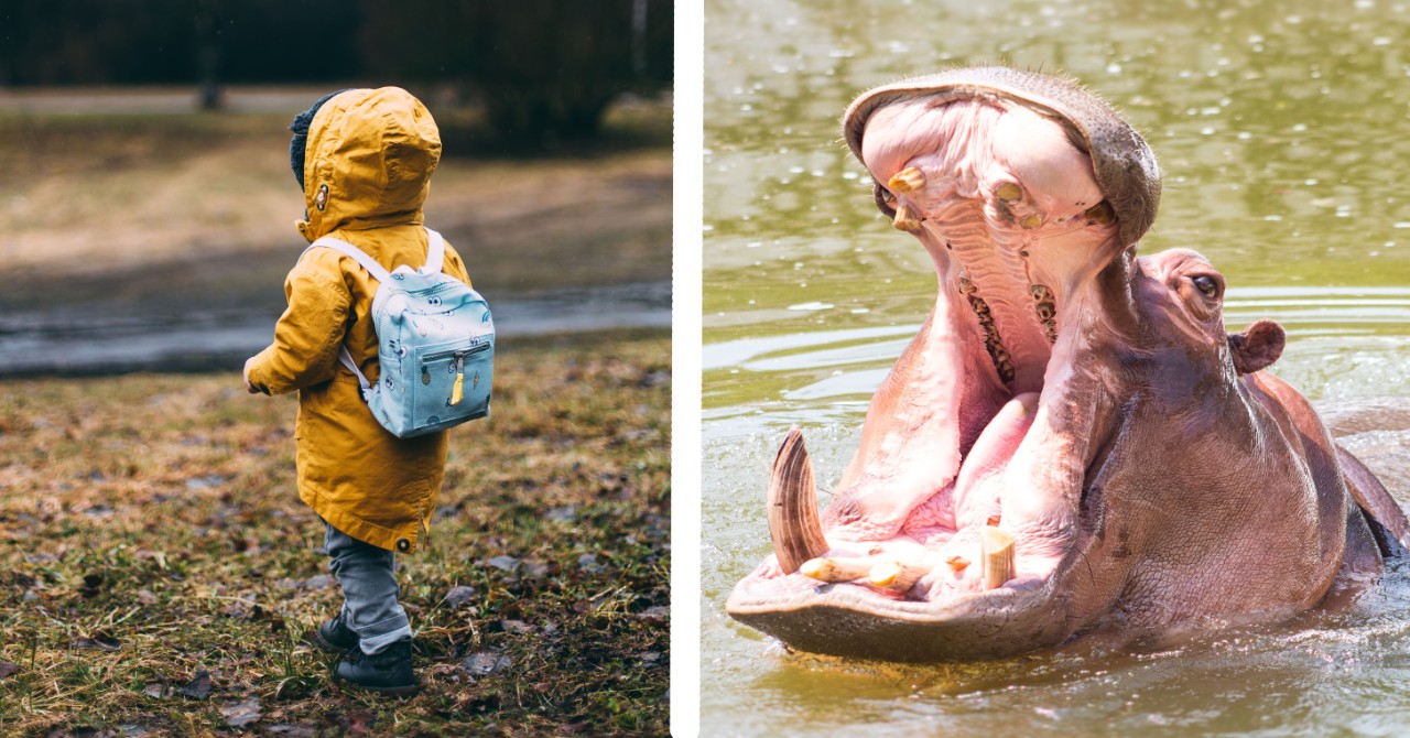 Boy spat out by Hippo in Uganda